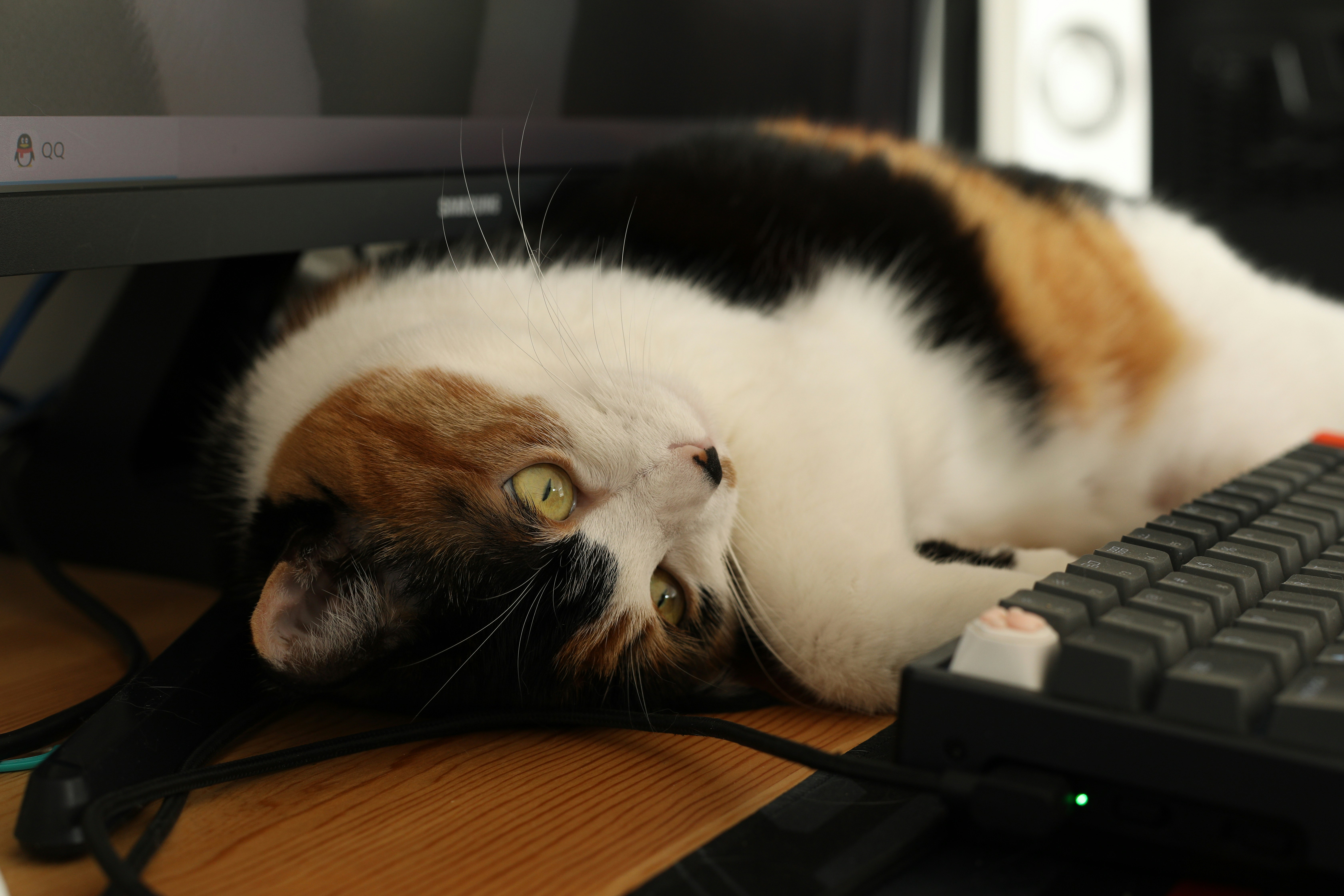 sleepy cat - image by zheng kai - unsplash